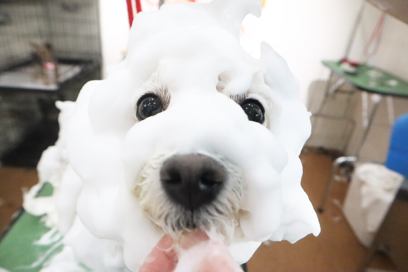 macdog マクドッグのアルバイト・バイト求人情報-02