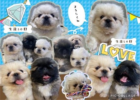 大浩商事　With a Dog(佐賀ブリーディング)のアルバイト・バイト求人情報-06