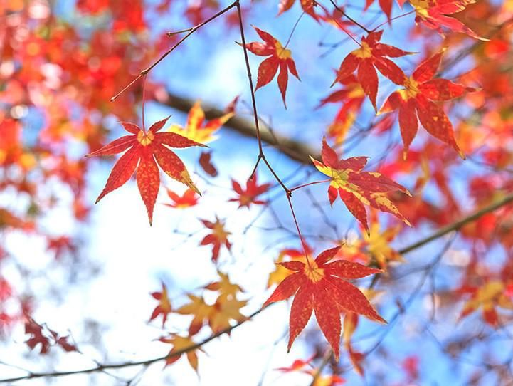 東洋交通株式会社(日本交通グループ)の求人情報