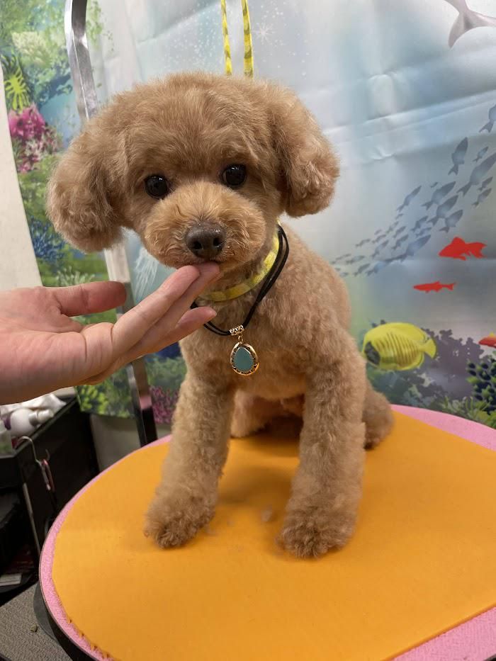 株式会社ペット美容SARY　の求人・転職情報