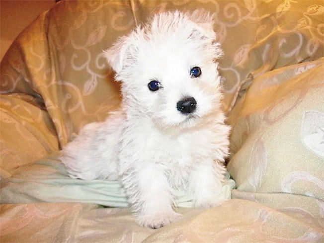 株式会社アマネセルの求人・転職情報