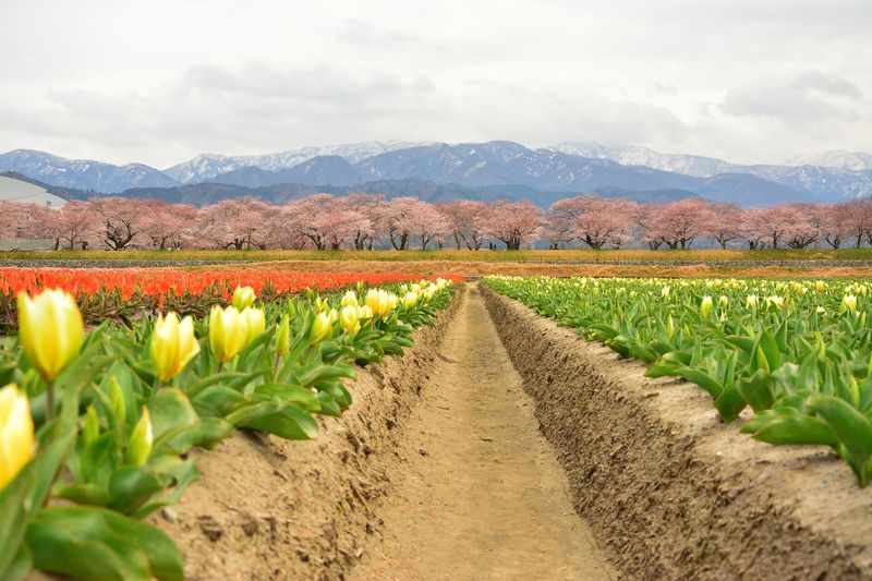 富山県花卉球根農業協同組合のアルバイト・バイト求人情報-04