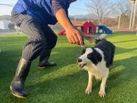 有限会社大浩商事 Dog Fieldのアルバイト・バイト求人情報-03