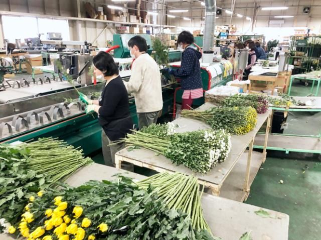 株式会社Japan Flower Trading