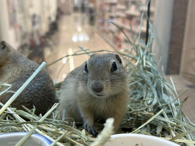 ミッキーアンドゴン　ペットプラザそよら成田ニュータウン店のアルバイト・バイト求人情報-05