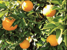 小崎果樹園のアルバイト・バイト求人情報-04