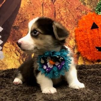 ペットサロン　カムカムのアルバイト・バイト求人情報-02