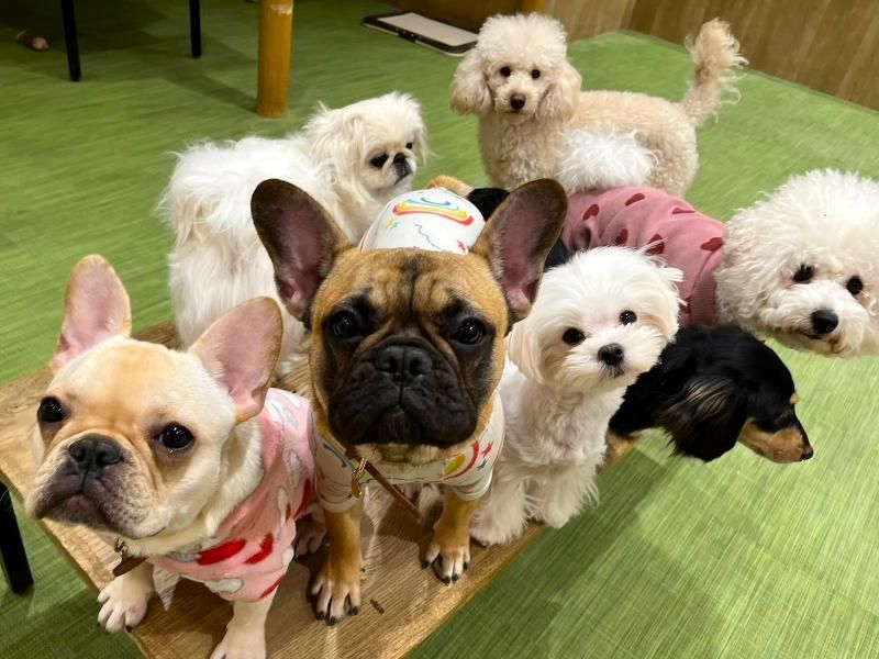 いぬカフェ Rio 福岡店のアルバイト・バイト求人情報-04