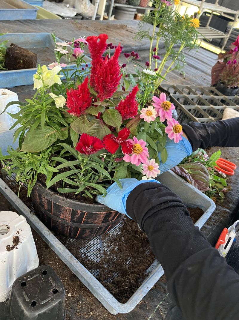 有限会社角田ナーセリー(祖父江松山)のアルバイト・バイト求人情報-02