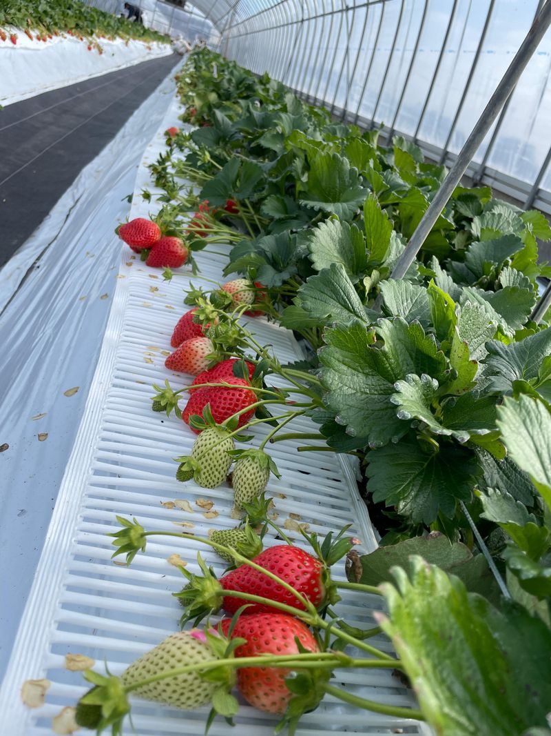 TACOJIMA　FARM.(タコジマファーム)の派遣求人情報