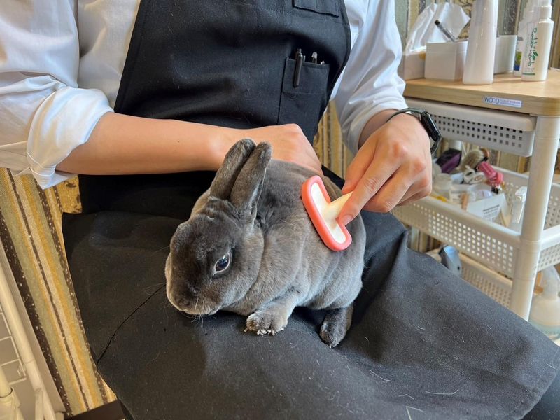 うさぎ専門店　Rabbit-Ruru　大阪店のアルバイト・バイト求人情報-04