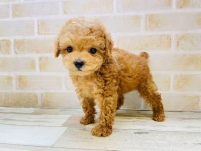 ペットプラザフレンディあすと長町店|ピーアンドエルジャパン株式会社のアルバイト・バイト求人情報-03