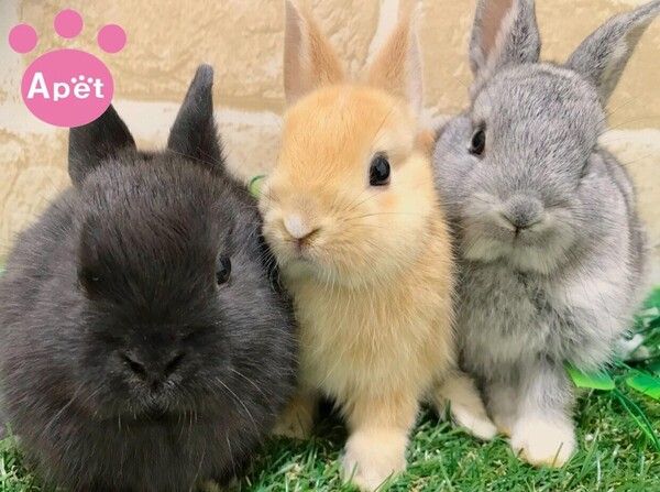 株式会社Aペットのアルバイト・バイト求人情報-01