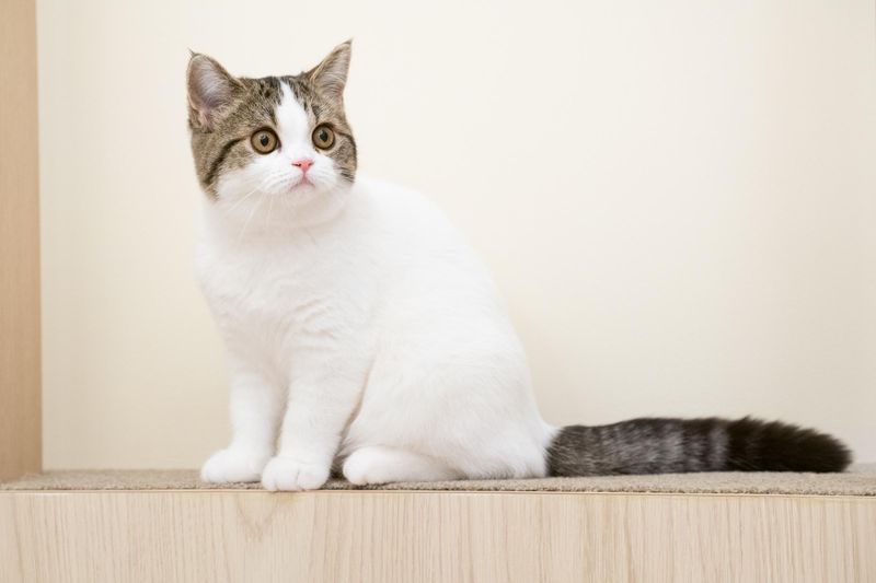 子猫たちのお部屋のアルバイト・バイト求人情報-03