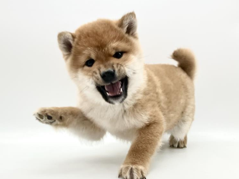 株式会社コーワペッツコーポレーション　九州のアルバイト・バイト求人情報-05