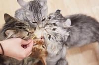 有限会社大浩商事 Kitty Oreoのアルバイト・バイト求人情報-02
