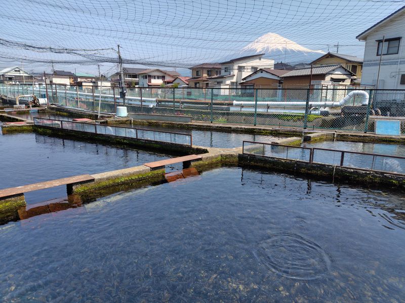 富士養鱒漁業協同組合の求人・転職情報