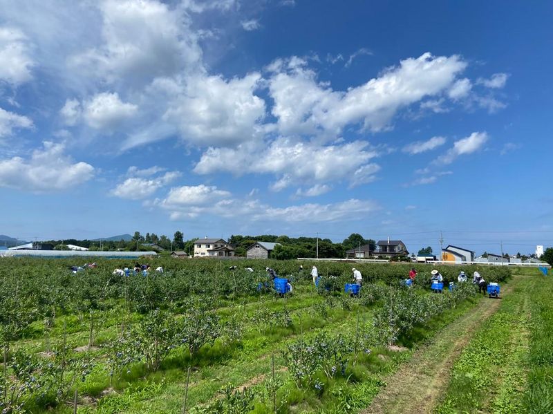 アイケイファーム余市㈱のアルバイト・バイト求人情報-03