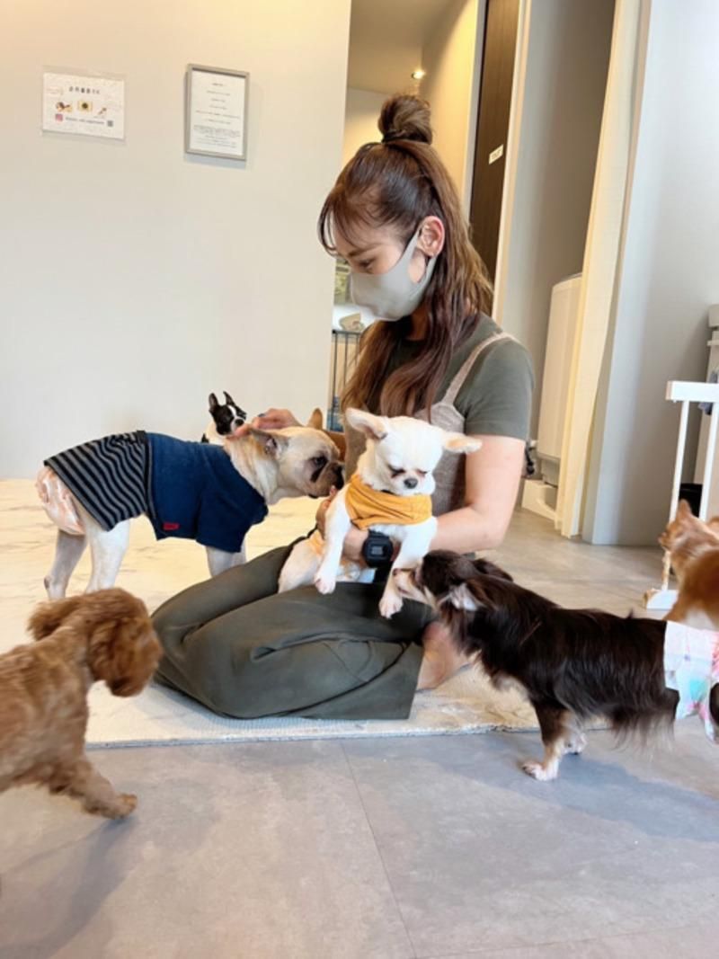 保護犬猫カフェ-anella cafe 函館店-のアルバイト・バイト求人情報-03