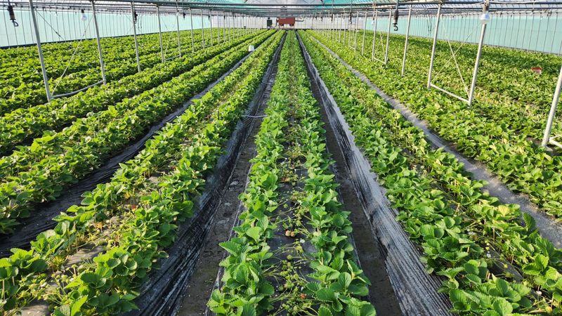 山田いちごファームのアルバイト・バイト求人情報-03