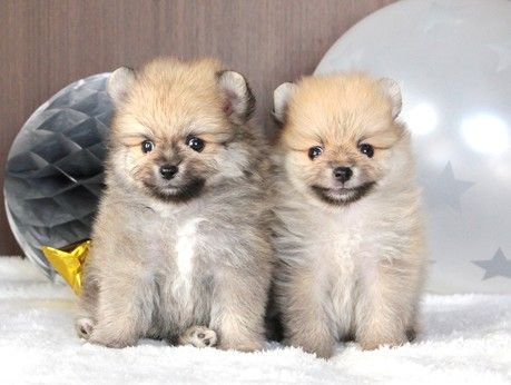 株式会社ペトリスリテールの求人・転職情報