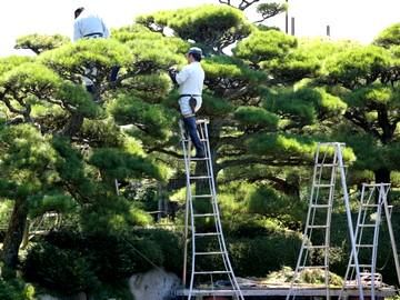 伊藤造園の求人情報