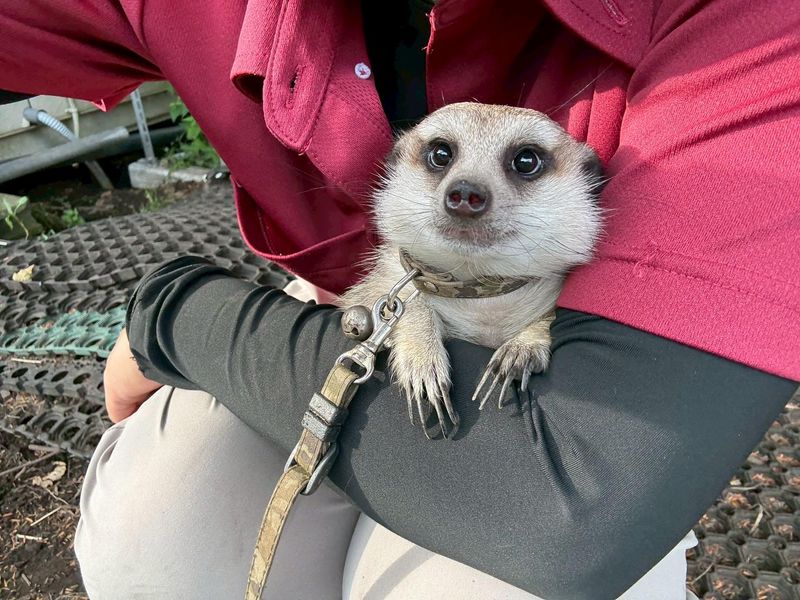 株式会社アニマルクリエイトの求人・転職情報