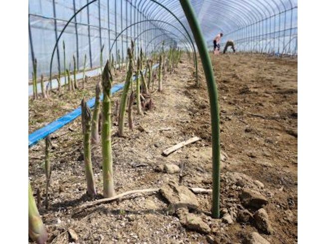 有限会社ファームトピアのアルバイト・バイト求人情報-02