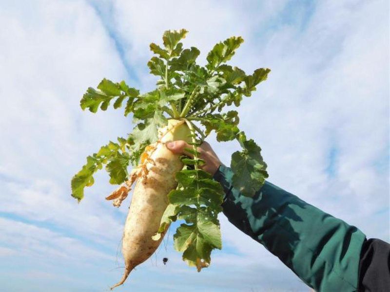 有限会社やおいちの求人・転職情報