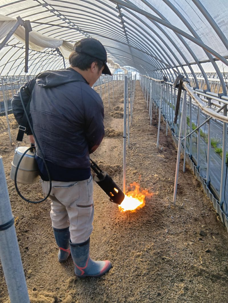 しのはらファームのアルバイト・バイト求人情報-03