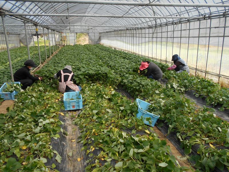 株式会社菜果野アグリのアルバイト・バイト求人情報-03