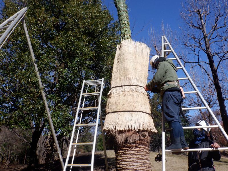 日吉緑化株式会社(置場集合後、主に八王子・立川・日野の現場へ向かいます。)の派遣求人情報