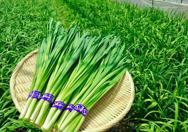 かぬまにら合同会社のアルバイト・バイト求人情報-04