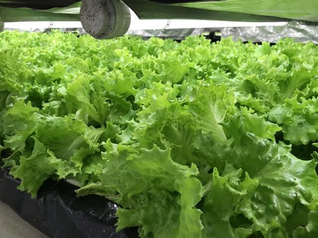 有限会社アーバンファーム　柏工場のアルバイト・バイト求人情報-05