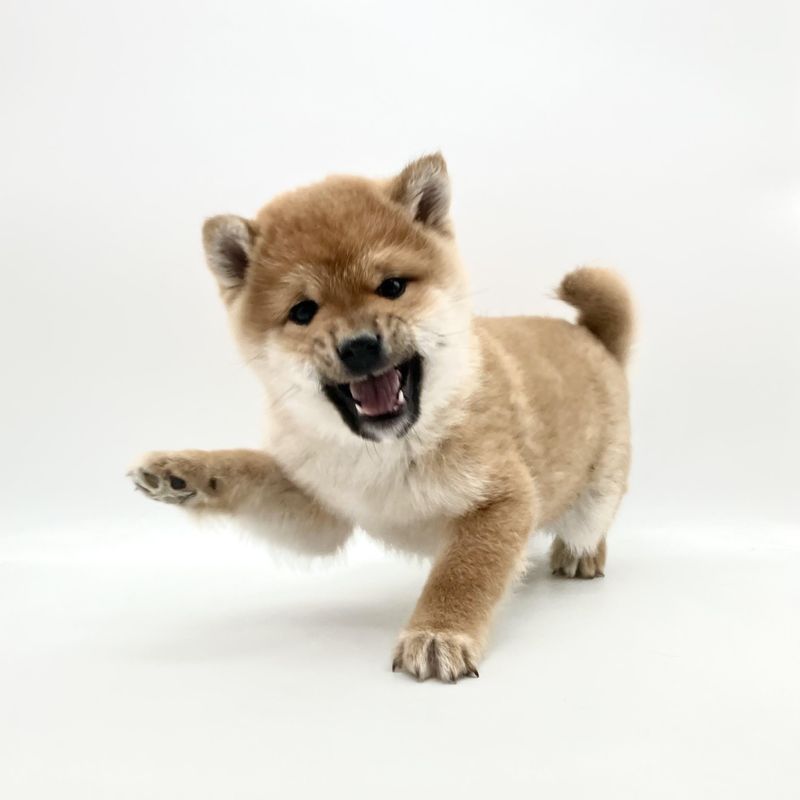 株式会社ペッツフレンズコーポレーションのアルバイト・バイト求人情報-03