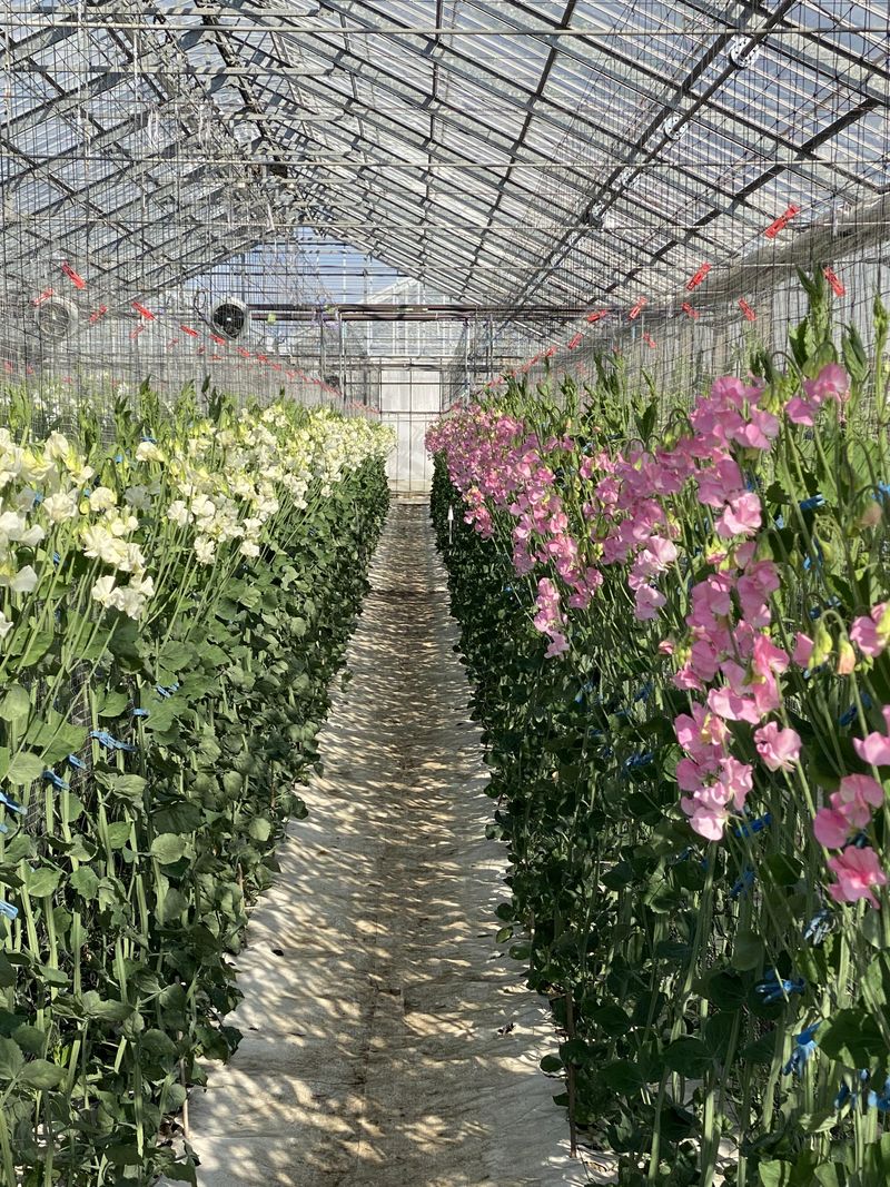 株式会社カクタ花農場のアルバイト・バイト求人情報-04