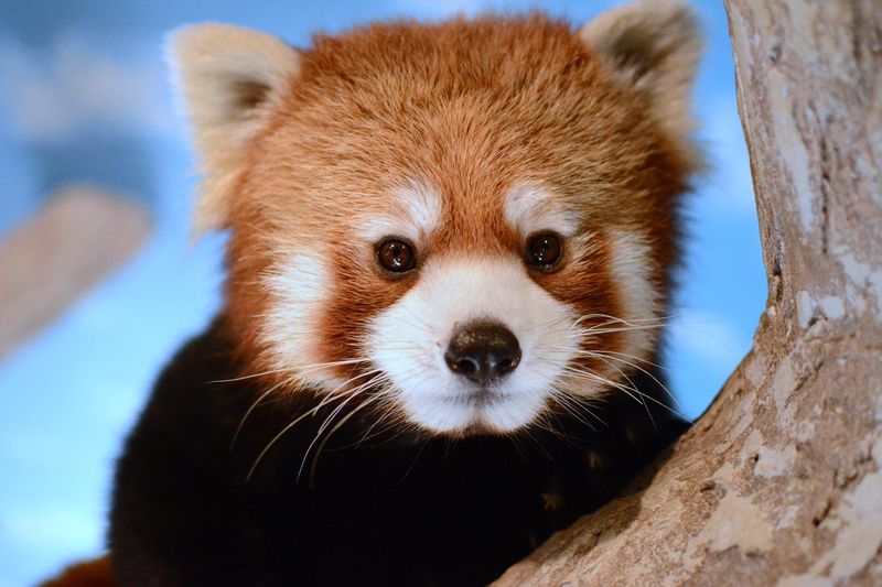 那須どうぶつ王国のアルバイト・バイト求人情報-04