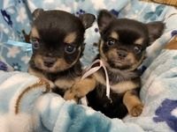 有限会社大浩商事 Pets Life Partnersのアルバイト・バイト求人情報-02