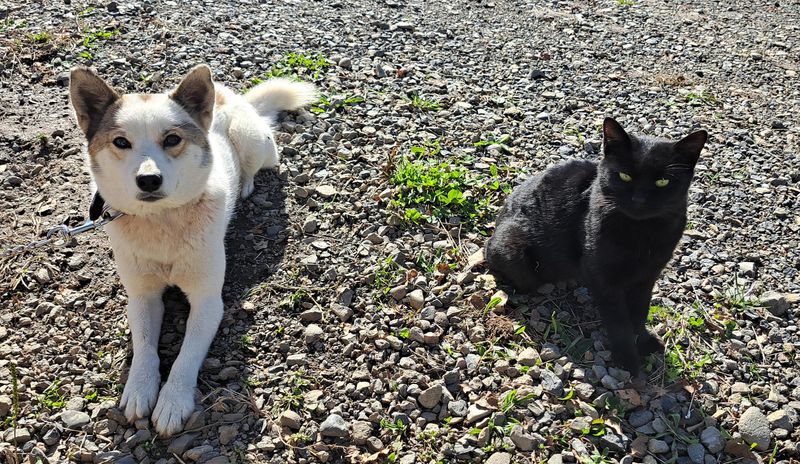 ＭｙＰｅｔＢｕｄｄｙ合同会社の求人・転職情報