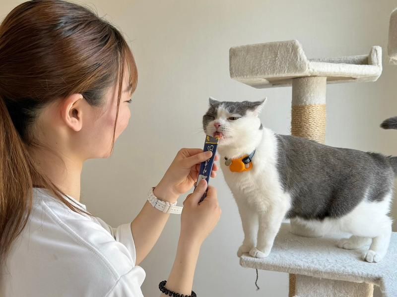 ねこべや港のアルバイト・バイト求人情報-04