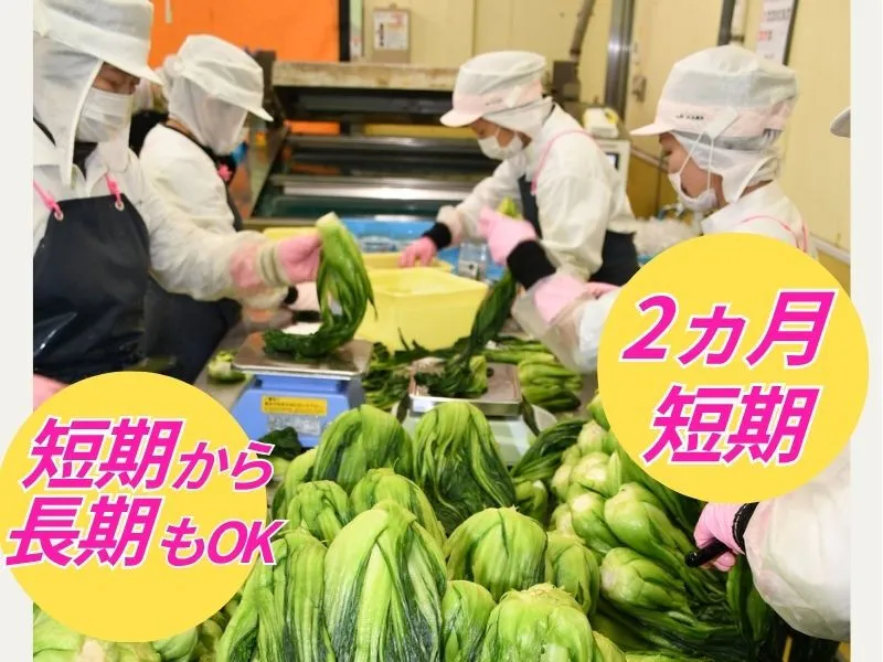 JA広島市　広島菜漬センターのアルバイト・バイト求人情報