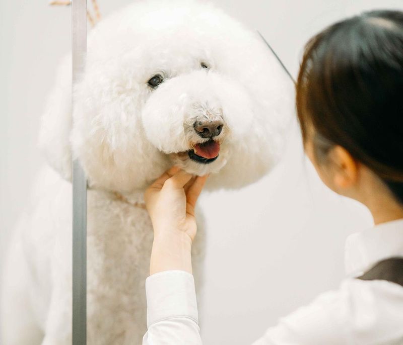 PET-SPA 日進店のアルバイト・バイト求人情報-02