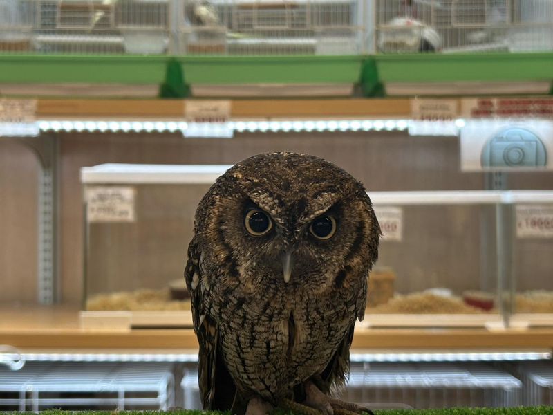 ミッキーアンドゴン　ペットプラザ京葉船橋インター店(鳥・小動物・アクアコーナー)のアルバイト・バイト求人情報-03