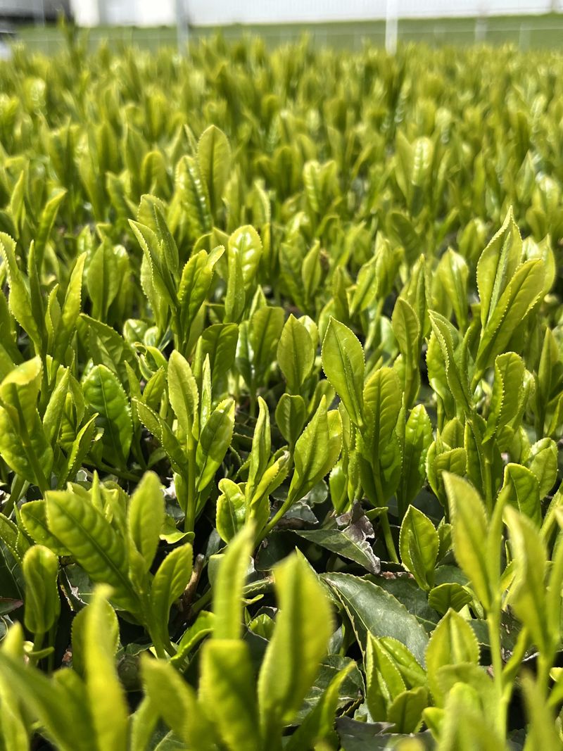 伊勢抹茶株式会社のアルバイト・バイト求人情報-01