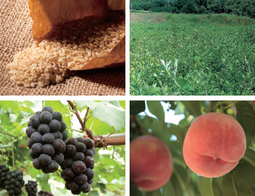 株式会社シャトレーゼ　豊富工場のアルバイト・バイト求人情報-03