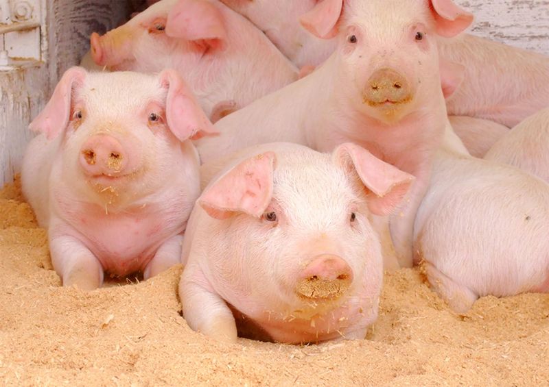 株式会社長島養豚