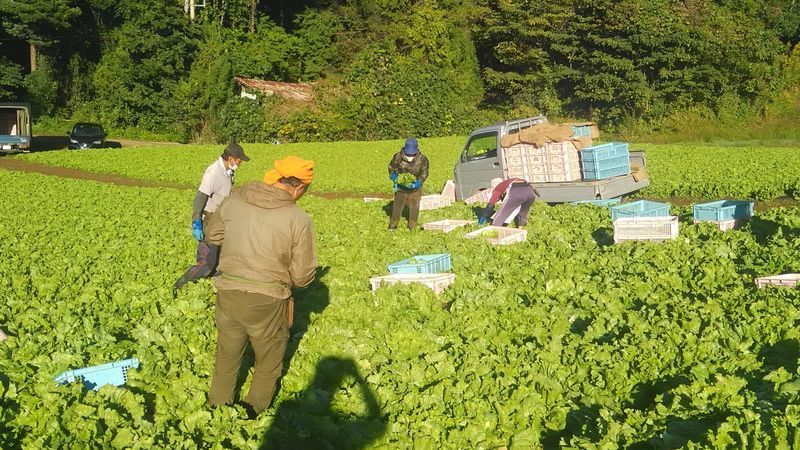 レタス･枝豆農園　髙木のアルバイト・バイト求人情報-02