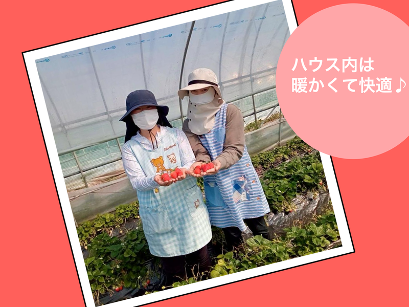 渡辺いちご農園のアルバイト・バイト求人情報-02