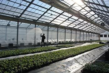 株式会社熊本野菜育苗センター