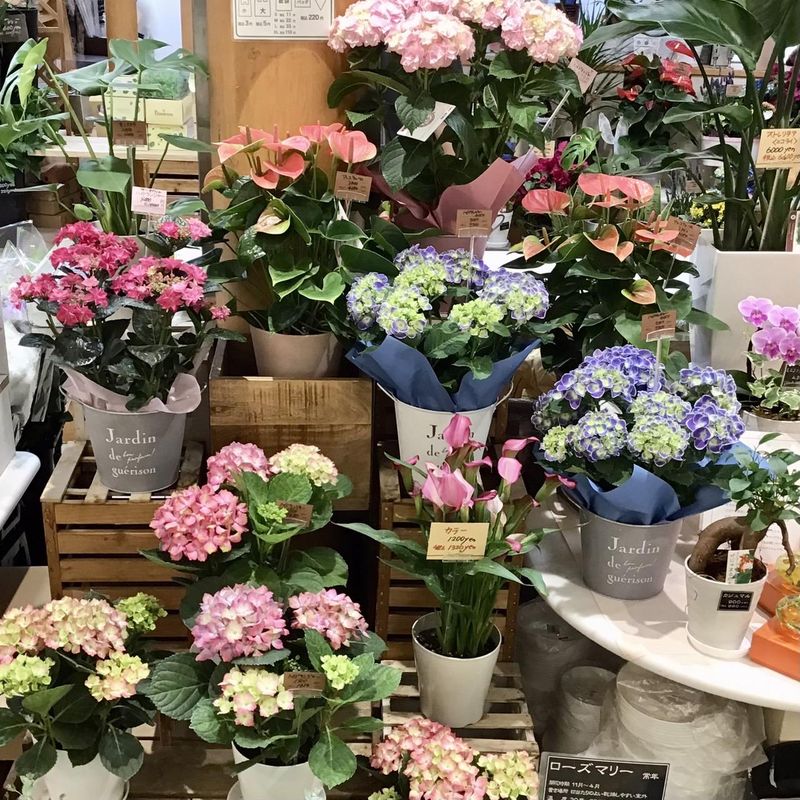 吉田園　フォーシーズン店のアルバイト・バイト求人情報-03